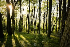 Moorgrove Wood bristol