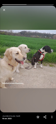 BALADES CANINES VITAMINEES - VISITES CHIENS CHATS NACS
