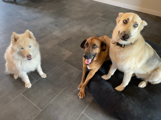 Orange Grove Animal Hospital - Thumbnail