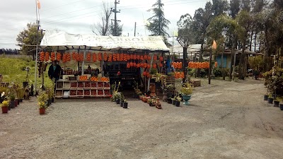 Photos of Caironi Francisco