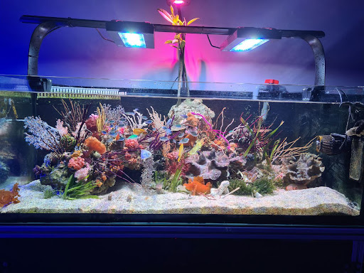 The Reefer Pte Ltd