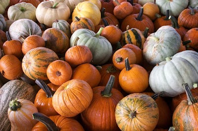 Red River Pumpkin Patch