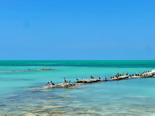 My Holbox Tours - Thumbnail