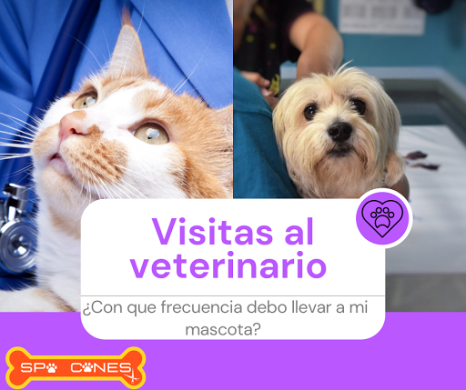 Veterinaria y Estética Canina Spa Canes