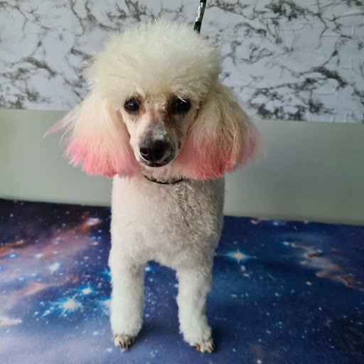 Super Pup Spa - Thumbnail