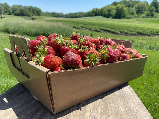 Bures Berry Patch - Visual