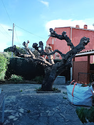Photo n°6 de JARDIN SERVICE PACA à La Cadière-d'Azur (Paysagiste)