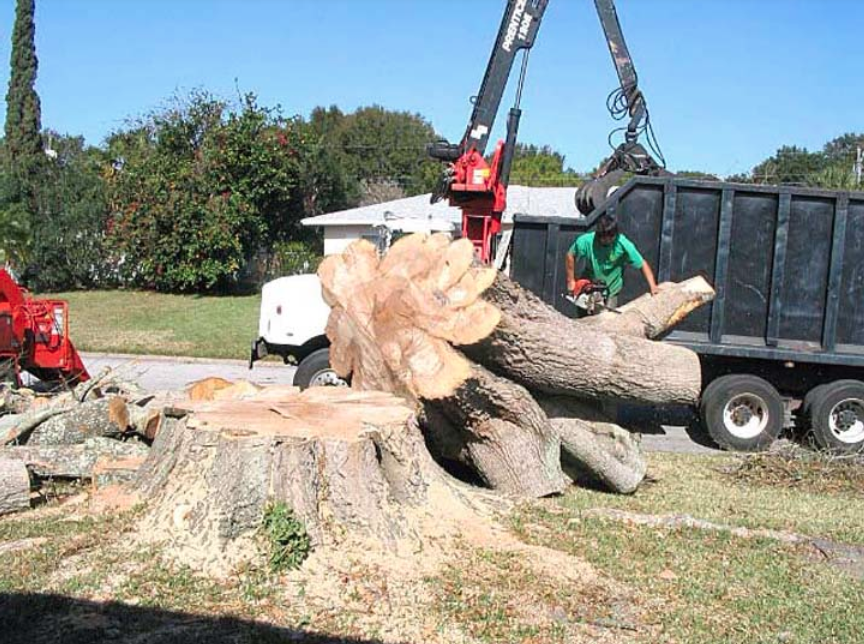 Johnke Tree Service – photo 2 of 3