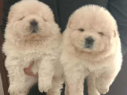 🐕 Chow chow female puppy available in indore mp. post image
