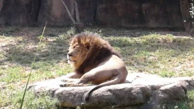 African Lions