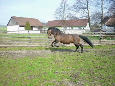 Photos of Horses in Thorns