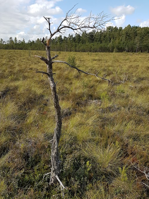 Plynosios pažintinis takas