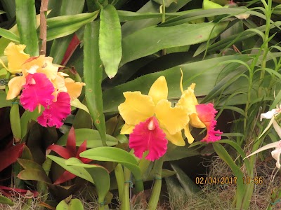 Photos of Durban Botanic Garden