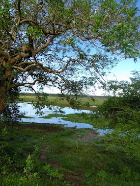 Ayurvedic Eye Clinic P. Weerasinghe, Author: Lal Silva