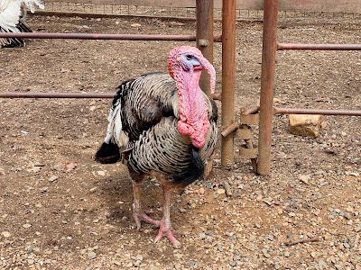 Hochatown Rescue Center & Petting Zoo