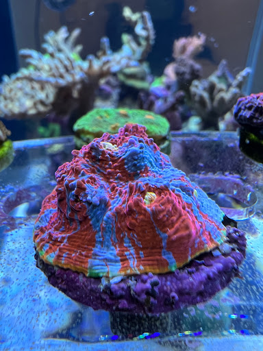 Bodenseeriff - Meerwasseraquaristik - Thumbnail