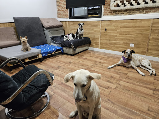 Hotel para perros Hotel Animal AMOR PERRIJO