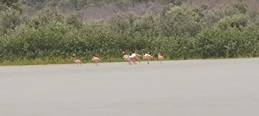 Secret Flamingo Spot - Thumbnail