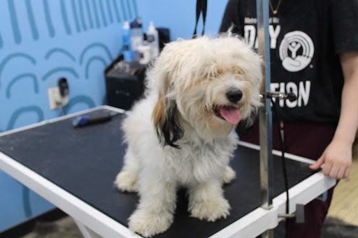 Pet Wash & Grooming Northland - Thumbnail