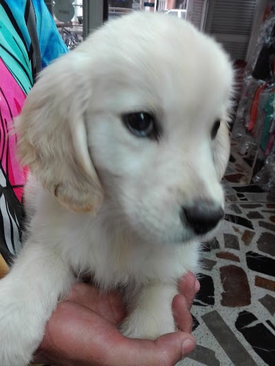 Photos of La Granja Cachorros