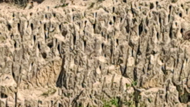 Albertirsai gyurgyalagos ( csoda telep ) - Albertirsa