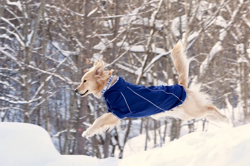 I(あい)犬の森ドッグアドベンチャーセンター