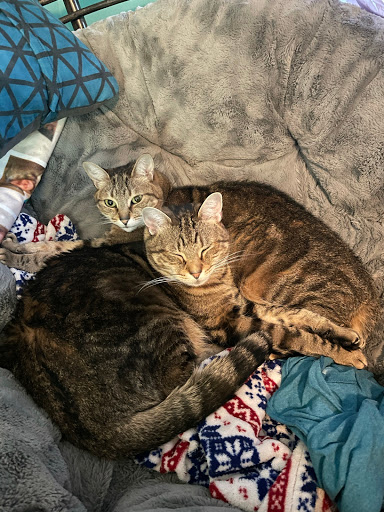 Round Valley Animal Hospital - Thumbnail
