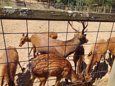 Little Ponderosa Zoo and Rescue