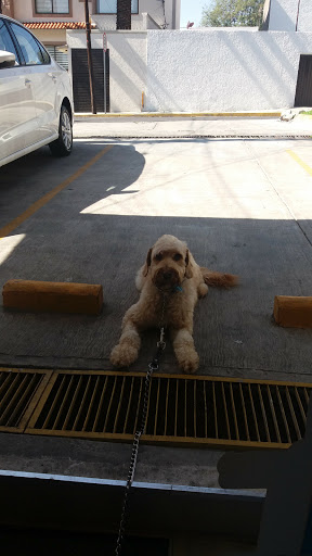 Pet Paws México | Grooming Salon - Thumbnail