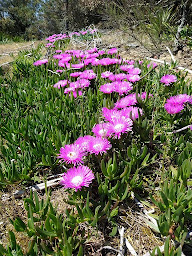 Photo n°48 de Camping La Boulinière à Saint-Georges-d'Oléron (Terrain de camping)