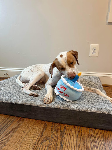 Furgent Care Veterinary Urgent Care - Thumbnail