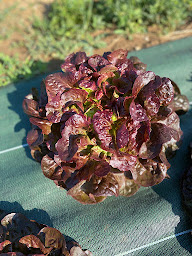 Photo n°5 de LA FERME DU CERISIER / Distributeur automatique 7/7j et boutique à la ferme à Fignières (Ferme bio)