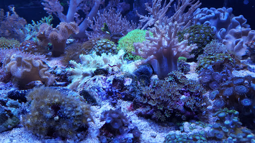 Real Reefs - Visual