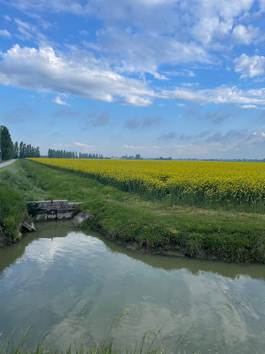 Francolino - Visual