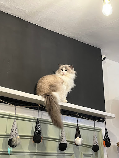Canterbury Tails Cat Cafe - Thumbnail