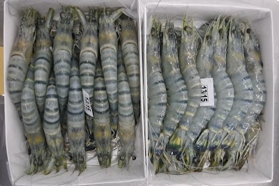 Photos of Fahim Sea Food & Farming LTD