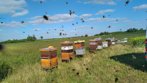 Photo de Miellerie de La Ragotière à Rouillé (86480)