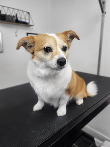 Tail and Chase Dog Grooming Gallery - United Kingdom