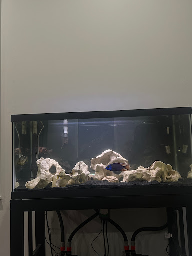 Best Aquarium Service NYC, Inc. - Thumbnail