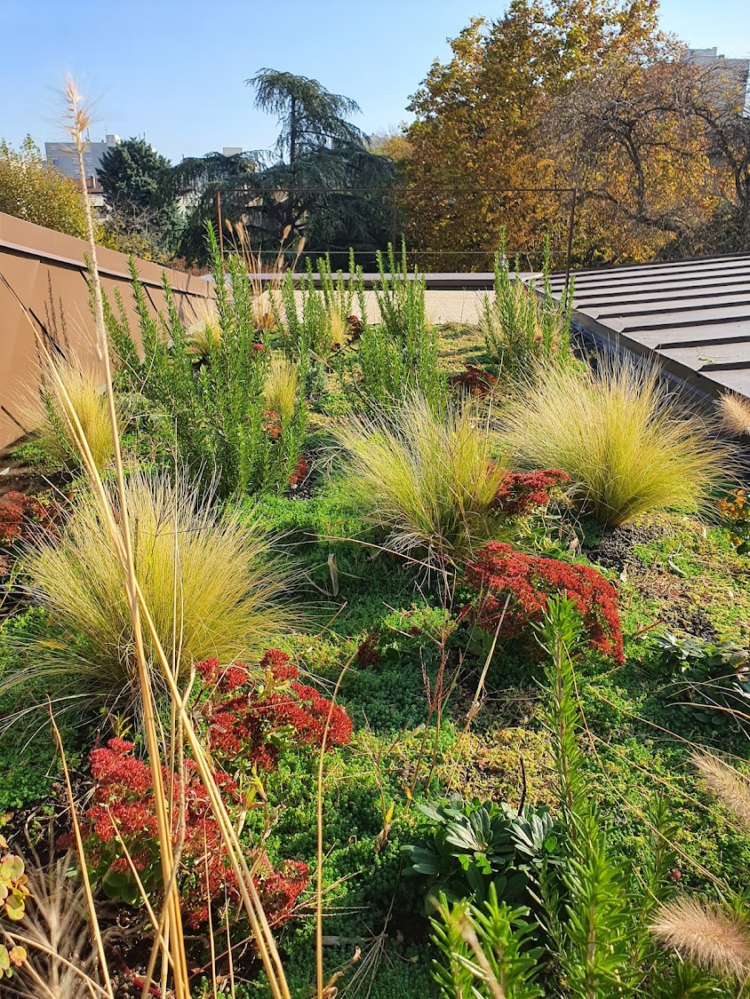 Primevère - toitures végétalisées: création, arrosage, production et entretien