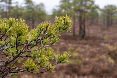 Kangaru skatu tornis