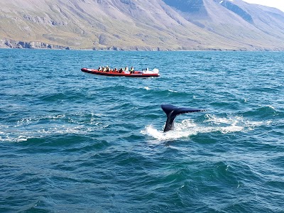 Photos of Artic Sea Tours Whale Watching