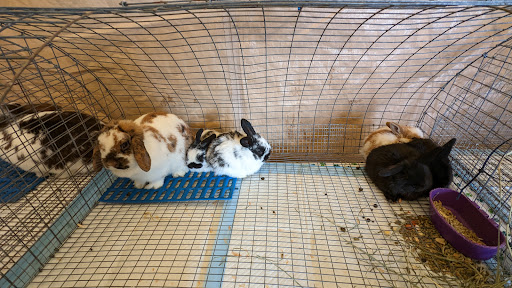 Tulip Festival Petting Farm