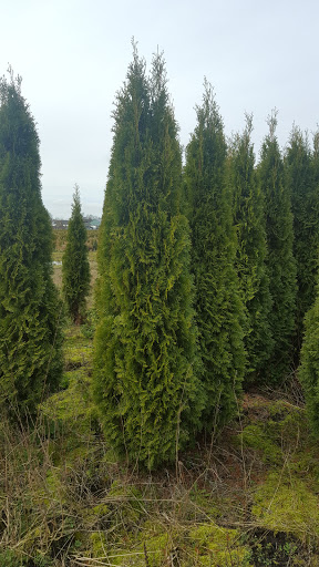 P.theuws Het Loo - Thumbnail