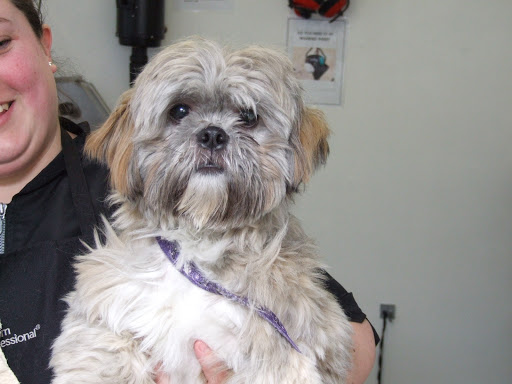 Shaw Dog Grooming - Thumbnail