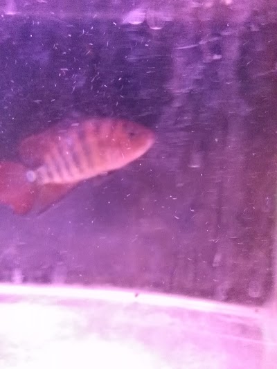 aquarium