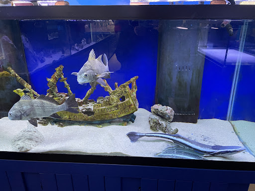 Glen Echo Park Aquarium Gallery - United States