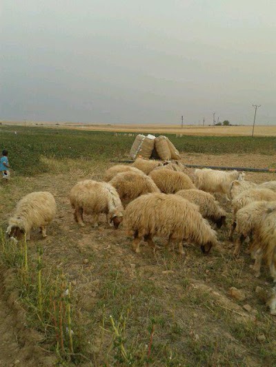 Photos of Osmanli Ocakbasi