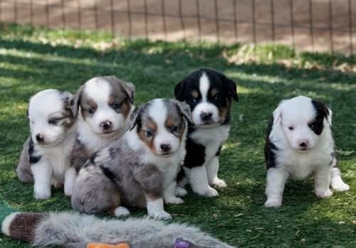 Cowboy Company K9s Miniature Australian Shepherd, Toy Australian Shepherd