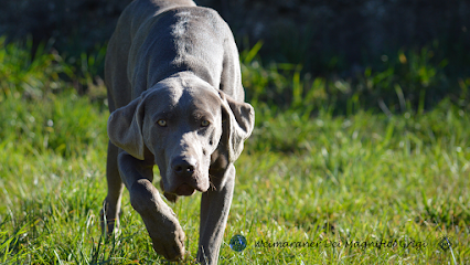 Allevamento Weimaraner dei Magnifici Grigi